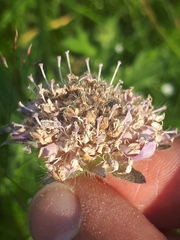 Microbotryum scabiosae