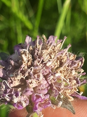 Microbotryum scabiosae