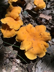 Cantharellus lateritius image