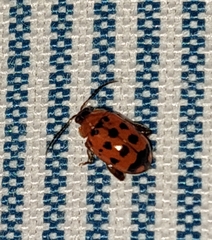 Alagoasa bipunctata