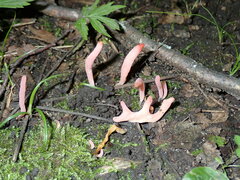 Clavaria rosea