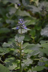 Ajuga reptans