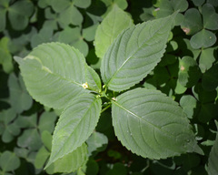 Impatiens parviflora