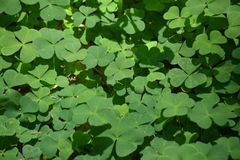 Oxalis acetosella