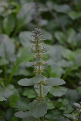 Ajuga reptans