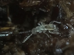 Zoraptera