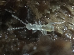 Zoraptera