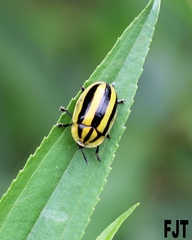 Physonota disjuncta