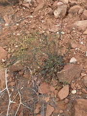 Eriogonum inflatum