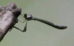 Leptogaster virgata
