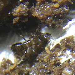Zoraptera