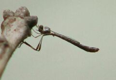 Leptogaster virgata