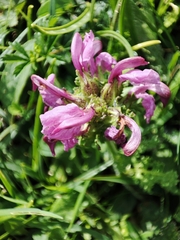 Pedicularis pyrenaica