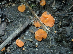 Pulvinula convexella