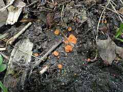 Pulvinula convexella