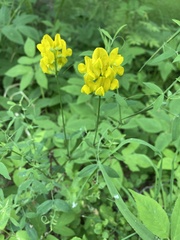 Lathyrus pratensis