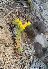 Sedum stenopetalum