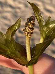 Potamogeton perfoliatus