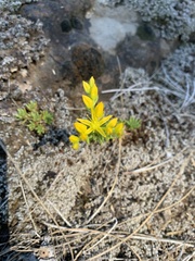 Sedum stenopetalum