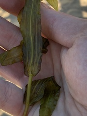Potamogeton perfoliatus
