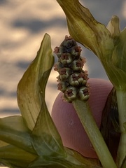 Potamogeton perfoliatus