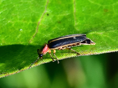 Podabrus basillaris