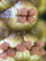 Potamogeton perfoliatus