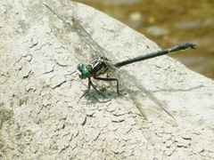 Stenogomphurus rogersi