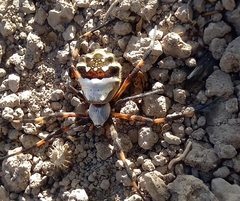 Argiope argentata