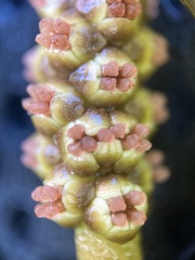 Potamogeton perfoliatus