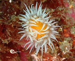 Actinothoe sphyrodeta