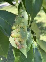 Caryomyia glauciglobus