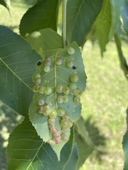 Caryomyia glauciglobus