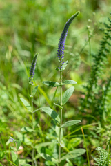 Veronica porphyriana