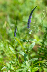 Veronica porphyriana