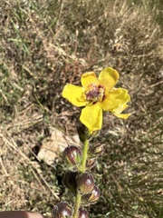 Verbascum virgatum