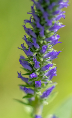 Veronica porphyriana