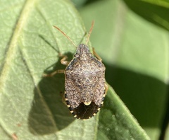 Holcostethus abbreviatus