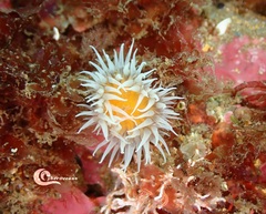 Actinothoe sphyrodeta