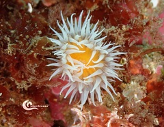 Actinothoe sphyrodeta