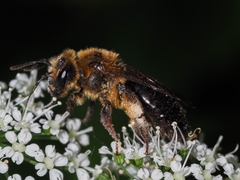 Andrena