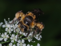 Andrena