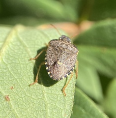 Holcostethus abbreviatus