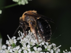 Andrena