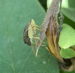 Holcostethus abbreviatus