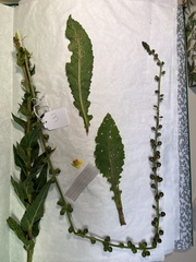 Verbascum virgatum