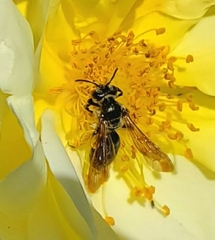Andrena