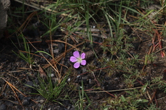 Geranium potentillifolium