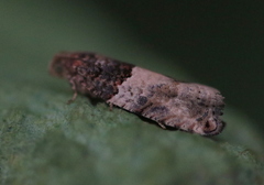 Gypsonoma aceriana
