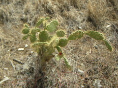 Opuntia caracassana